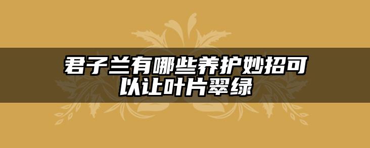 君子兰有哪些养护妙招可以让叶片翠绿