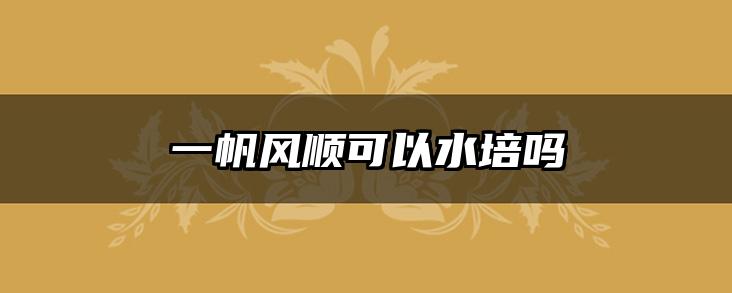 一帆风顺可以水培吗