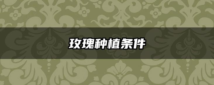 玫瑰种植条件