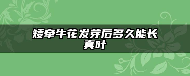 矮牵牛花发芽后多久能长真叶