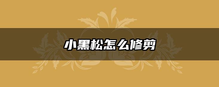 小黑松怎么修剪