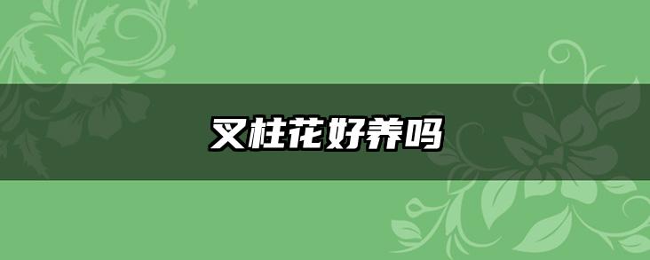 叉柱花好养吗