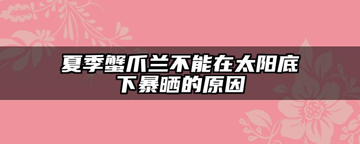 夏季蟹爪兰不能在太阳底下暴晒的原因