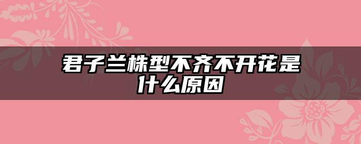 君子兰株型不齐不开花是什么原因