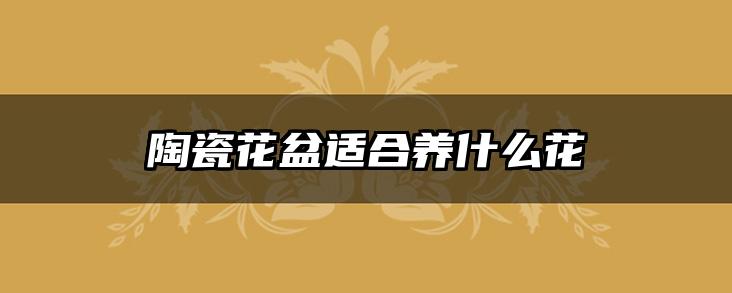 陶瓷花盆适合养什么花