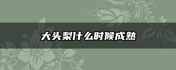 大头梨什么时候成熟