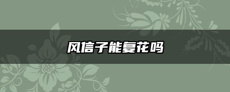 风信子能复花吗
