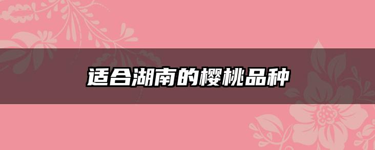 适合湖南的樱桃品种