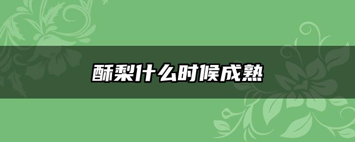 酥梨什么时候成熟