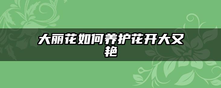 大丽花如何养护花开大又艳