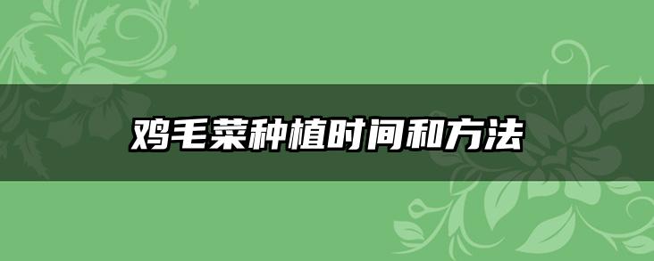 鸡毛菜种植时间和方法
