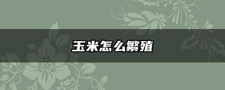 玉米怎么繁殖