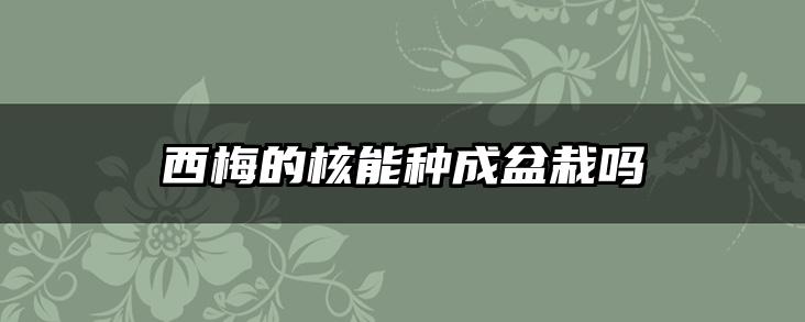 西梅的核能种成盆栽吗