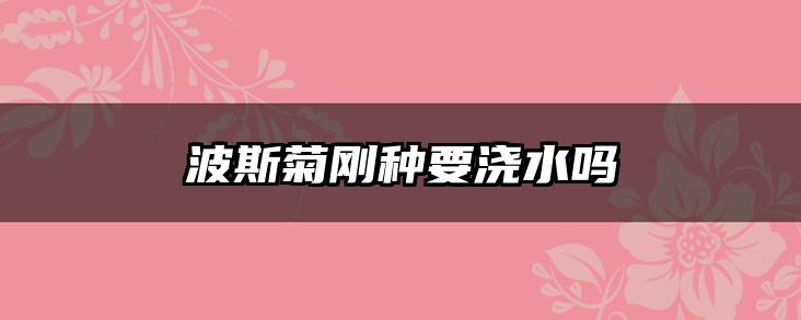 波斯菊刚种要浇水吗