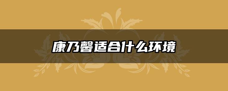 康乃馨适合什么环境