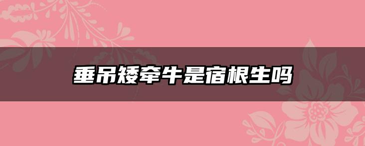 垂吊矮牵牛是宿根生吗