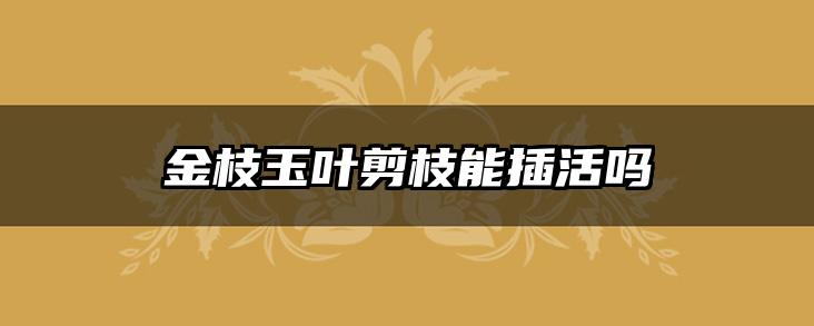 金枝玉叶剪枝能插活吗