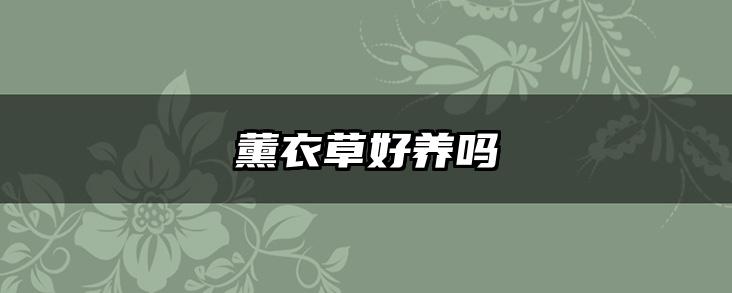 薰衣草好养吗