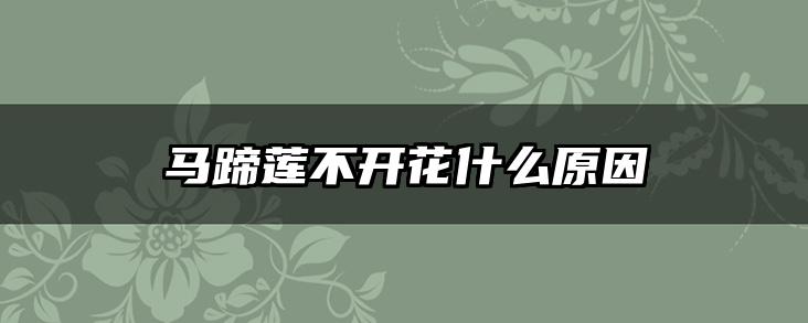 马蹄莲不开花什么原因