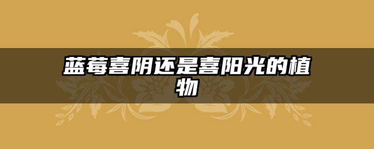 蓝莓喜阴还是喜阳光的植物