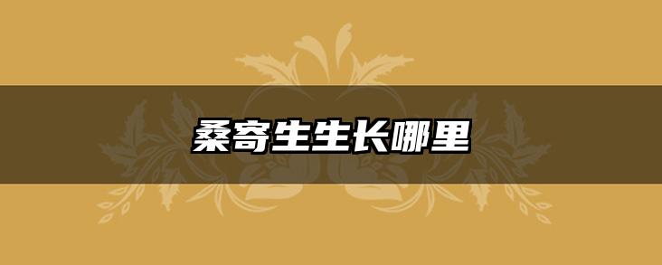 桑寄生生长哪里