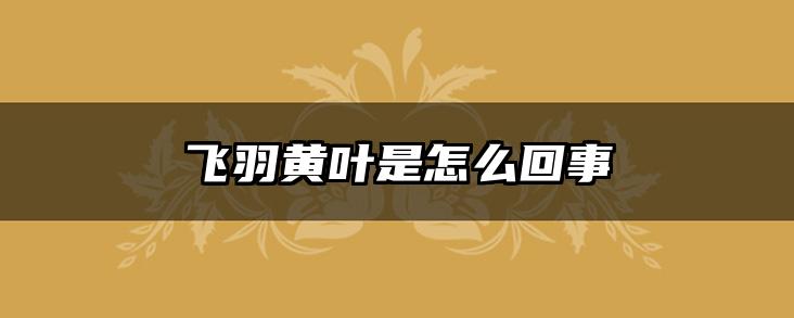 飞羽黄叶是怎么回事