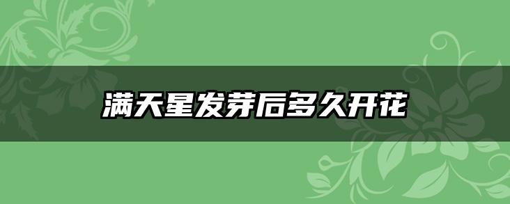 满天星发芽后多久开花