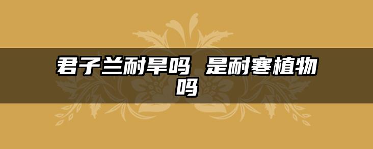 君子兰耐旱吗 是耐寒植物吗