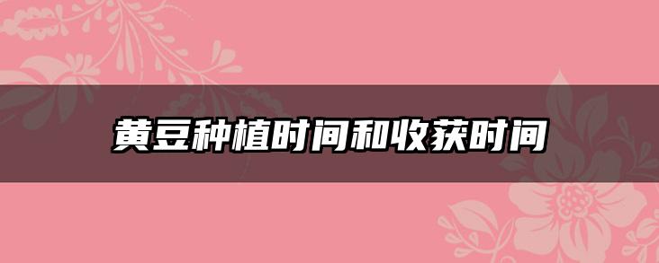 黄豆种植时间和收获时间