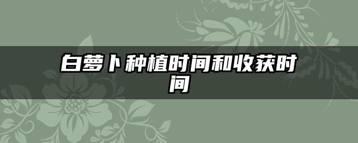 白萝卜种植时间和收获时间