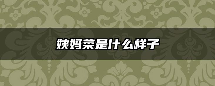 姨妈菜是什么样子