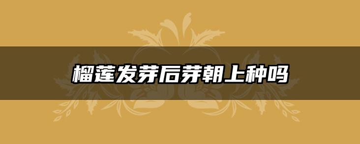 榴莲发芽后芽朝上种吗