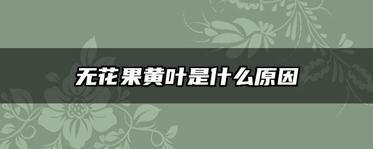 无花果黄叶是什么原因