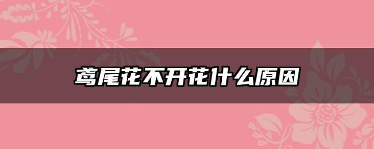 鸢尾花不开花什么原因