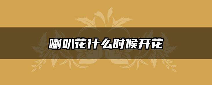 喇叭花什么时候开花