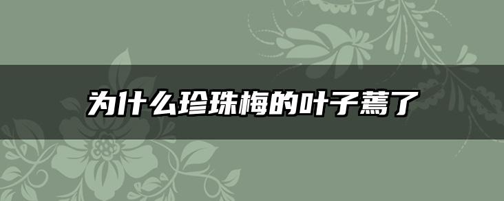 为什么珍珠梅的叶子蔫了