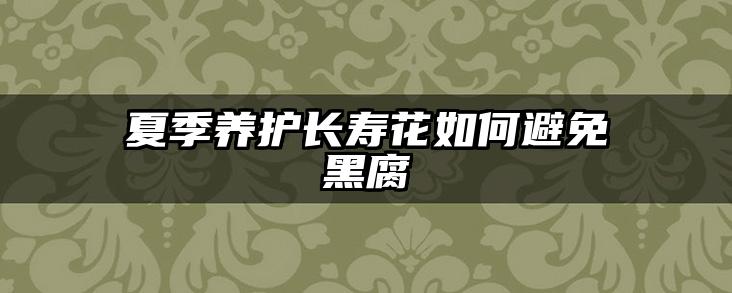 夏季养护长寿花如何避免黑腐