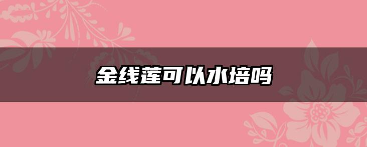 金线莲可以水培吗