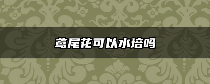 鸢尾花可以水培吗