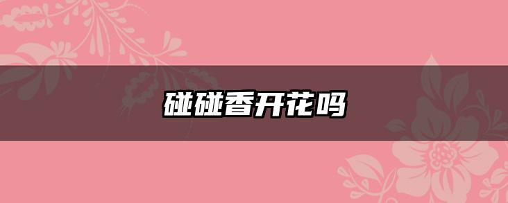 碰碰香开花吗