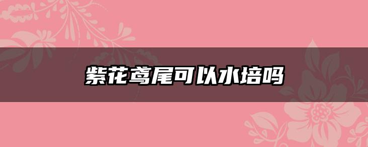 紫花鸢尾可以水培吗