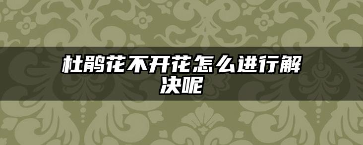 杜鹃花不开花怎么进行解决呢