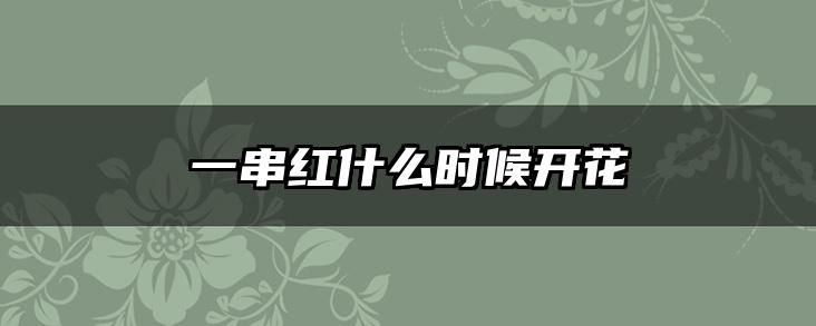 一串红什么时候开花