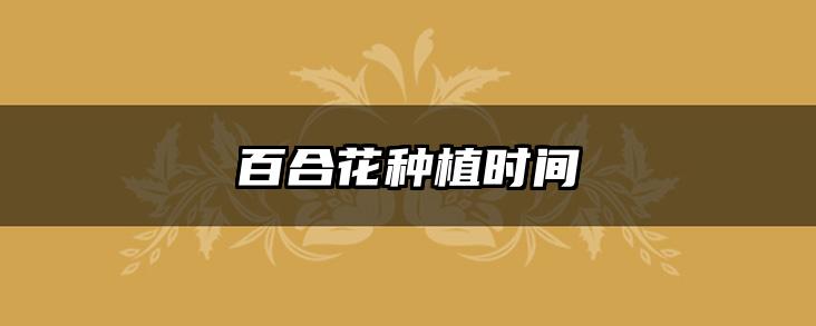 百合花种植时间