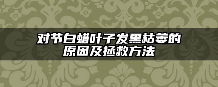 对节白蜡叶子发黑枯萎的原因及拯救方法