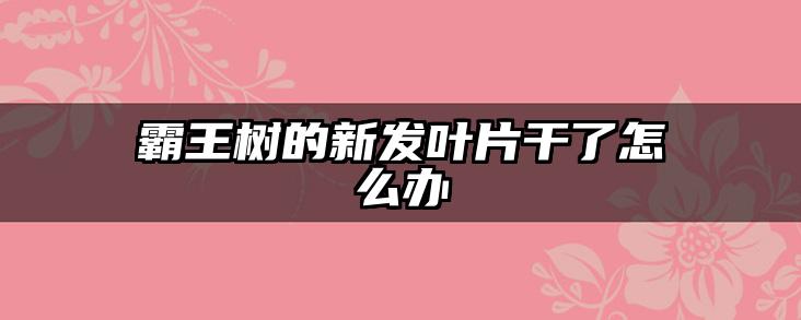 霸王树的新发叶片干了怎么办