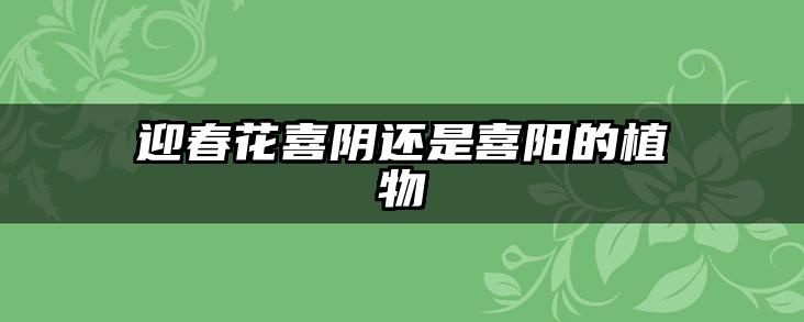 迎春花喜阴还是喜阳的植物