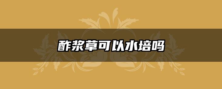 酢浆草可以水培吗