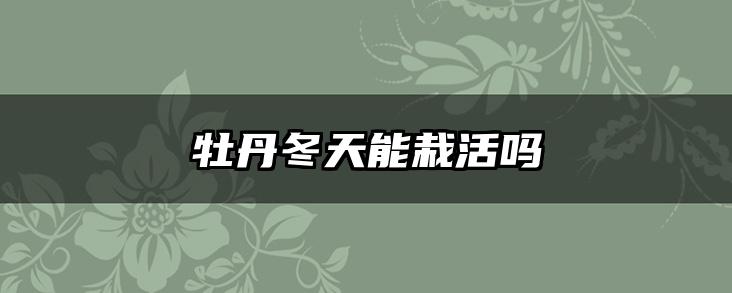 牡丹冬天能栽活吗