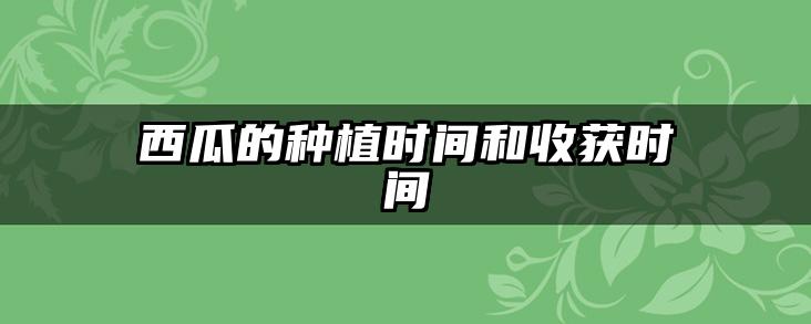 西瓜的种植时间和收获时间